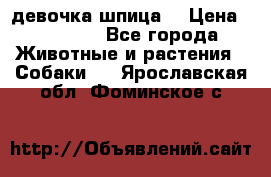 девочка шпица  › Цена ­ 40 000 - Все города Животные и растения » Собаки   . Ярославская обл.,Фоминское с.